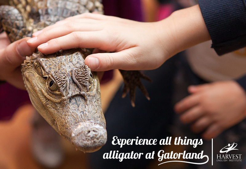 gatorland orlando